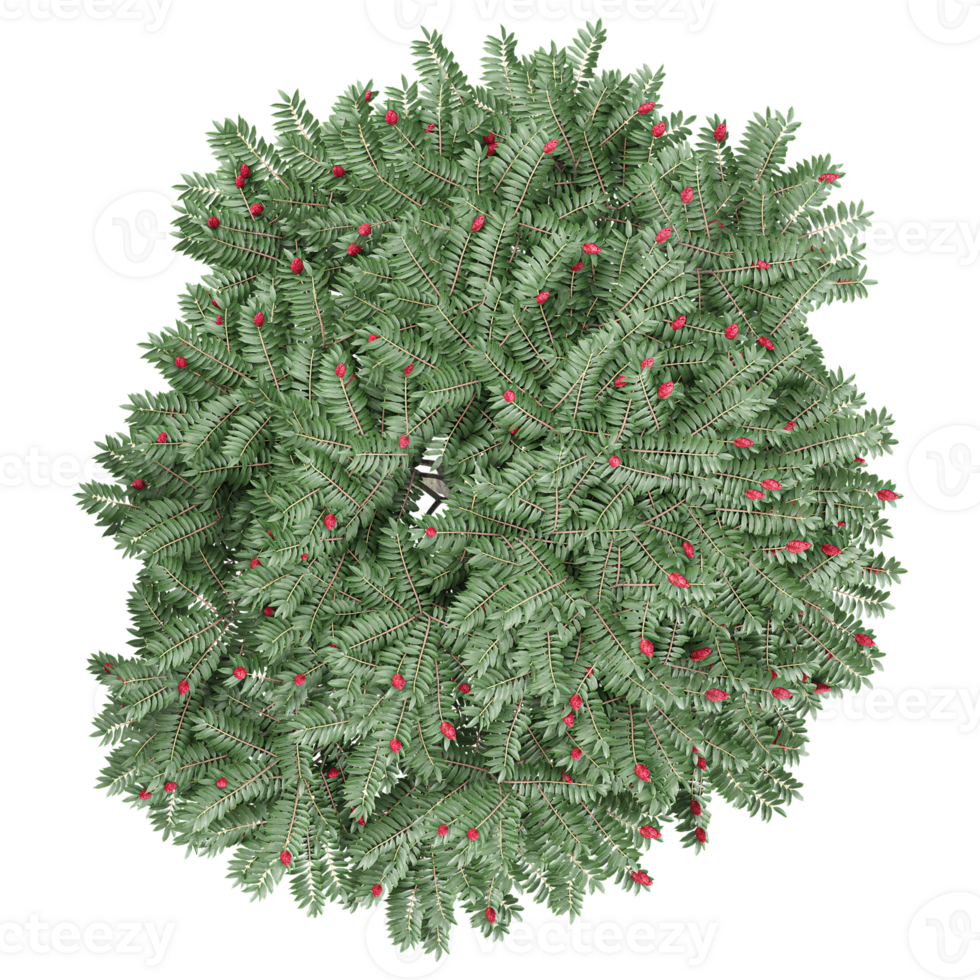Collection of Rhus typhina tree isolated on transparent Canvas from the top view png