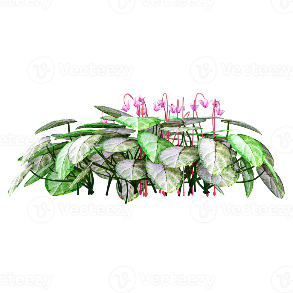 3d Rendering Of Cyclamen flower plant on Transparent Canvas png