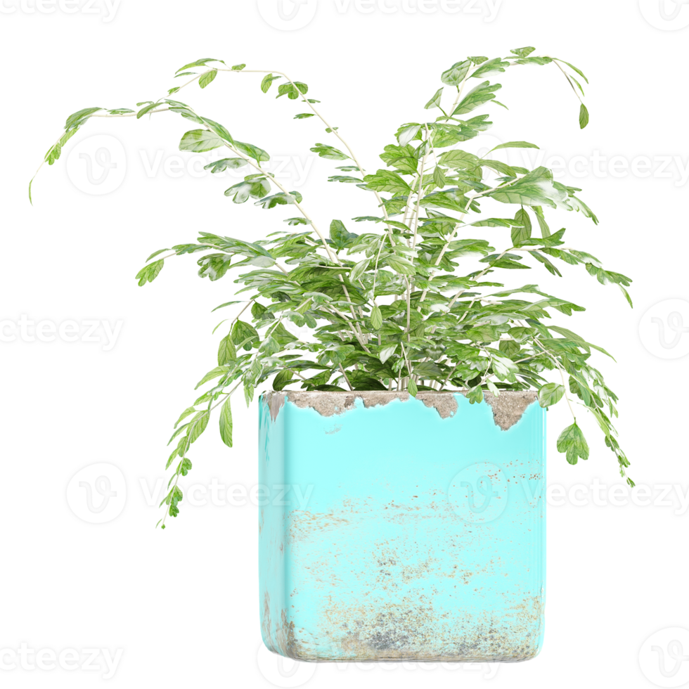 3d illustration of Fern in planter isolated on transparent canva png