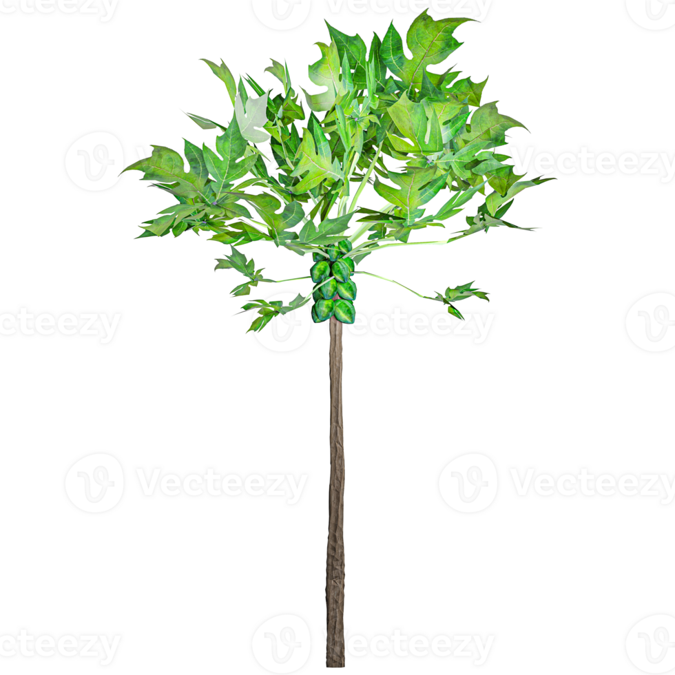 3d illustration of Papaya tree isolated on transparent canvas png