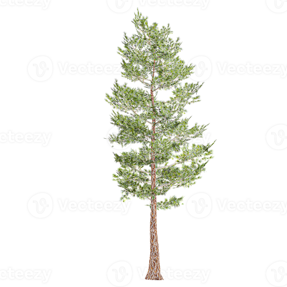 3d illustration of Pinus sylvestris tree isolated on transparent canvas png
