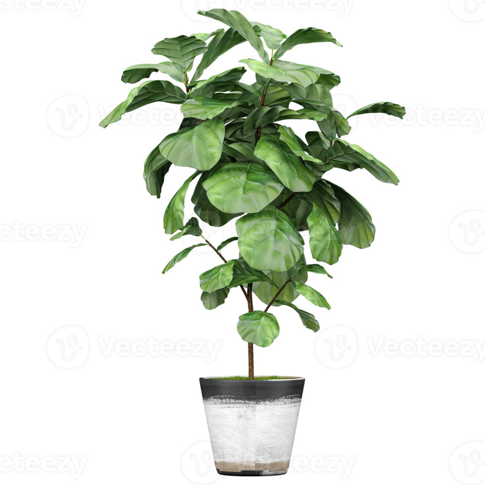 collection of Fiddle-leaf fig plant in planter isolated on transparent Canvas png