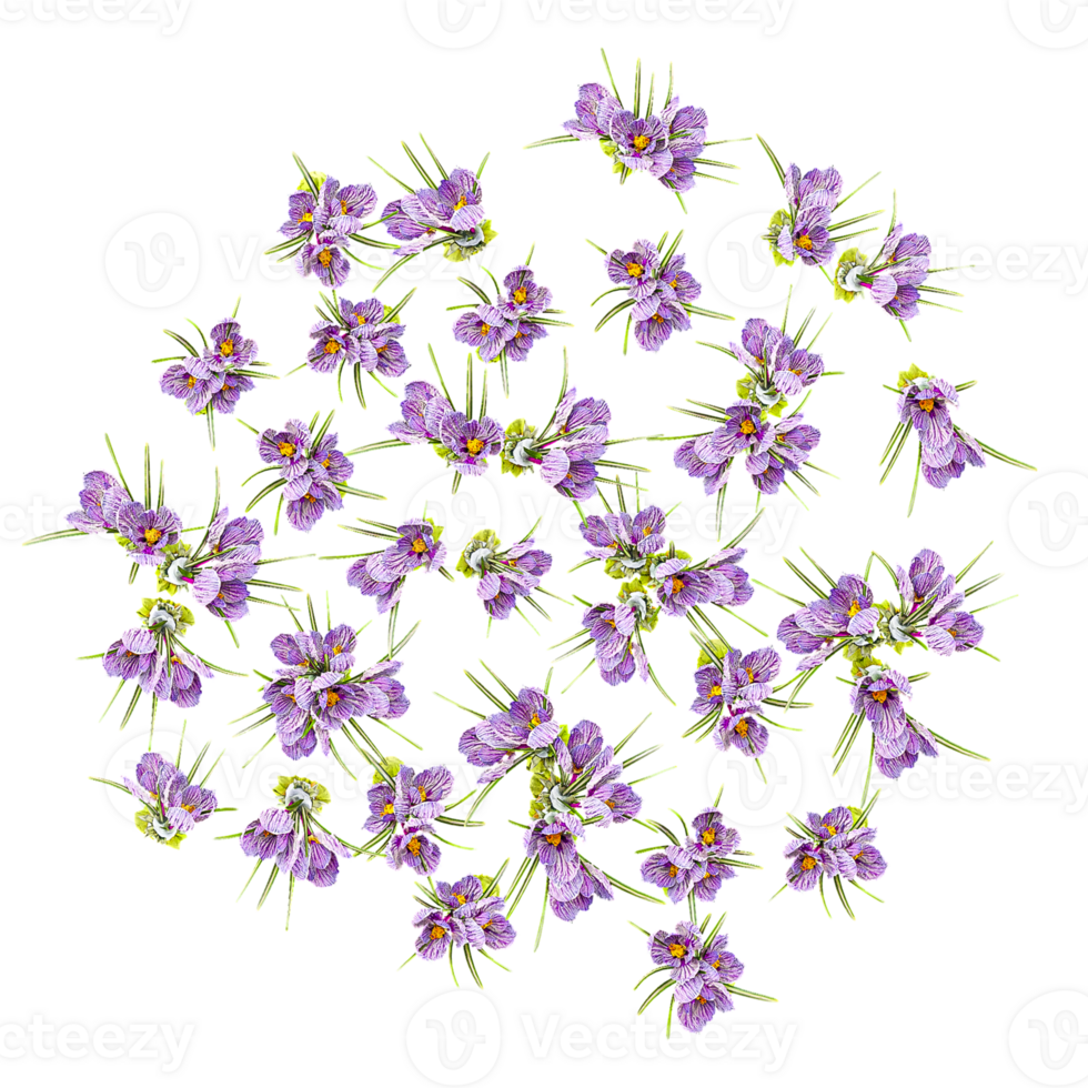 3d illustration of French lavender flower plant isolated on transparent canvas from top view png