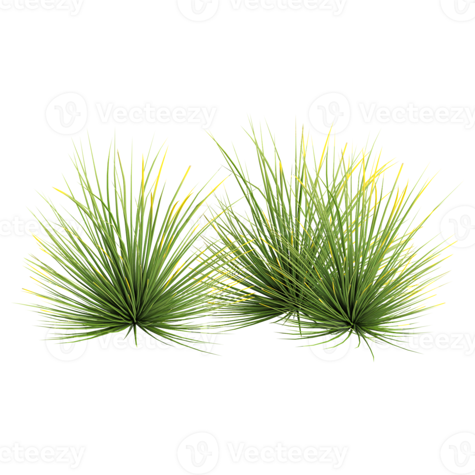 3d illustration of Agave stricta tree isolated on transparent Canvas png