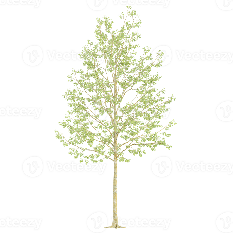 3d Rendering Of Young Tree on Transparent Canvas png
