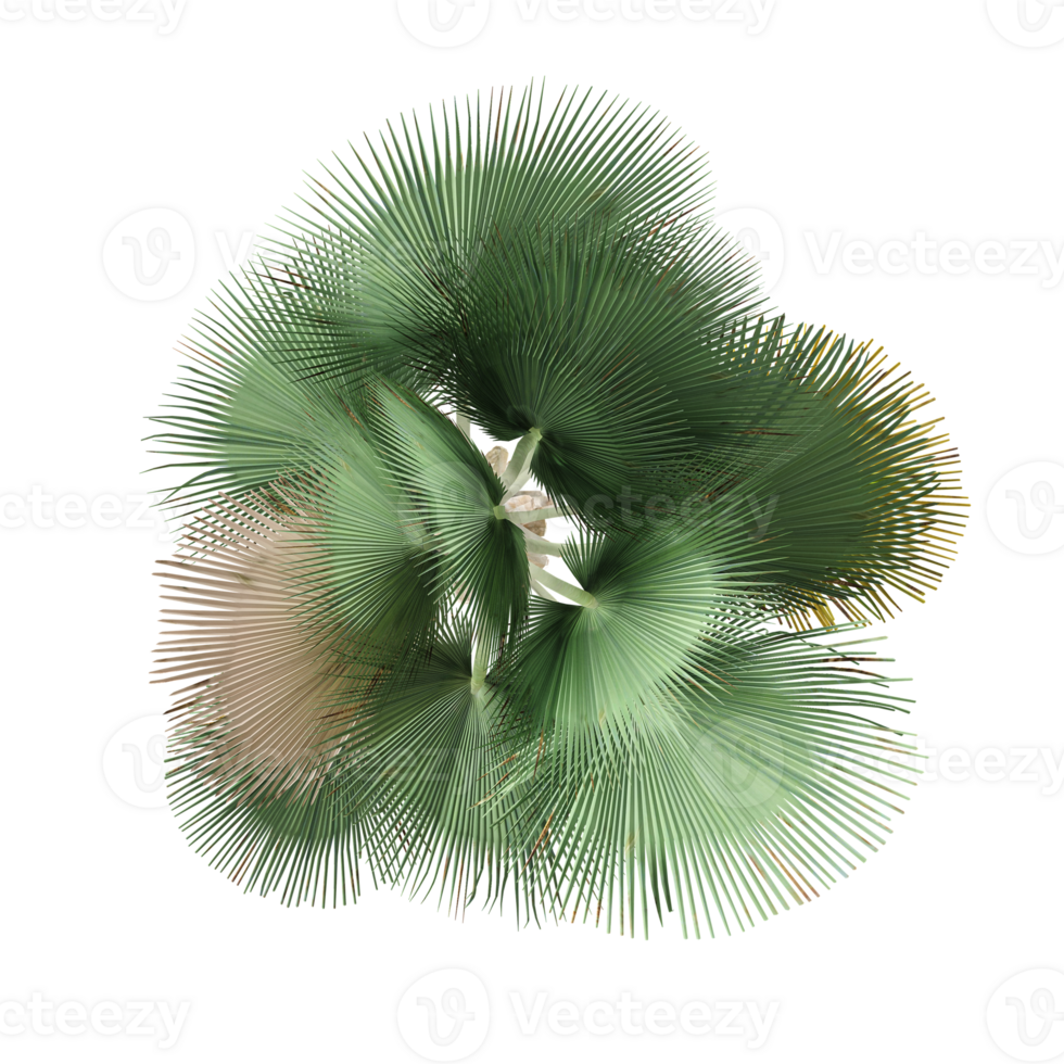 From the topview of Washingtonia filifera tree on isolated Canvas png