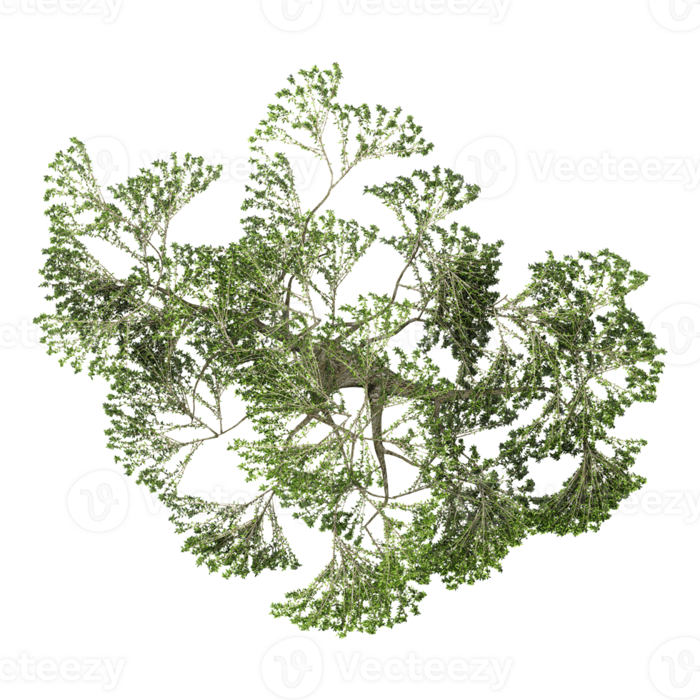3d illustration of Willow tree isolated on transparent canvas from top view png
