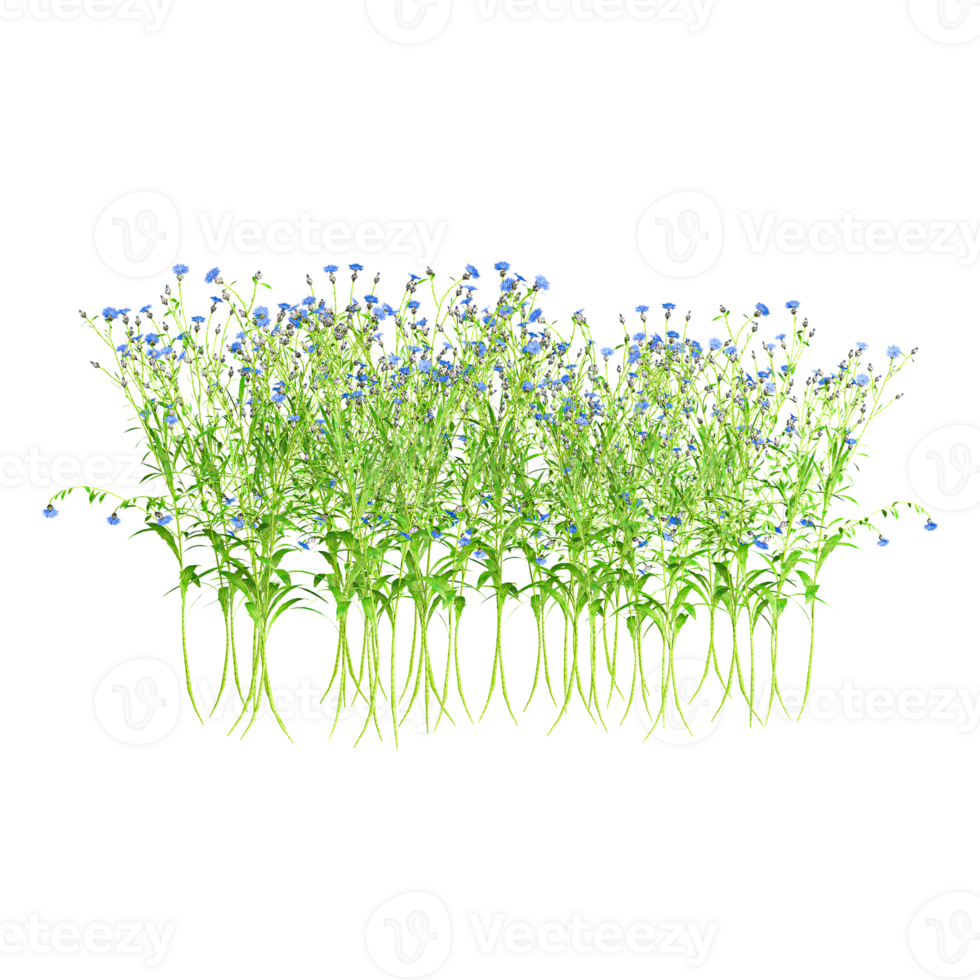 3d illustration of Calendula officinalis flower plant isolated on transparent canvas png