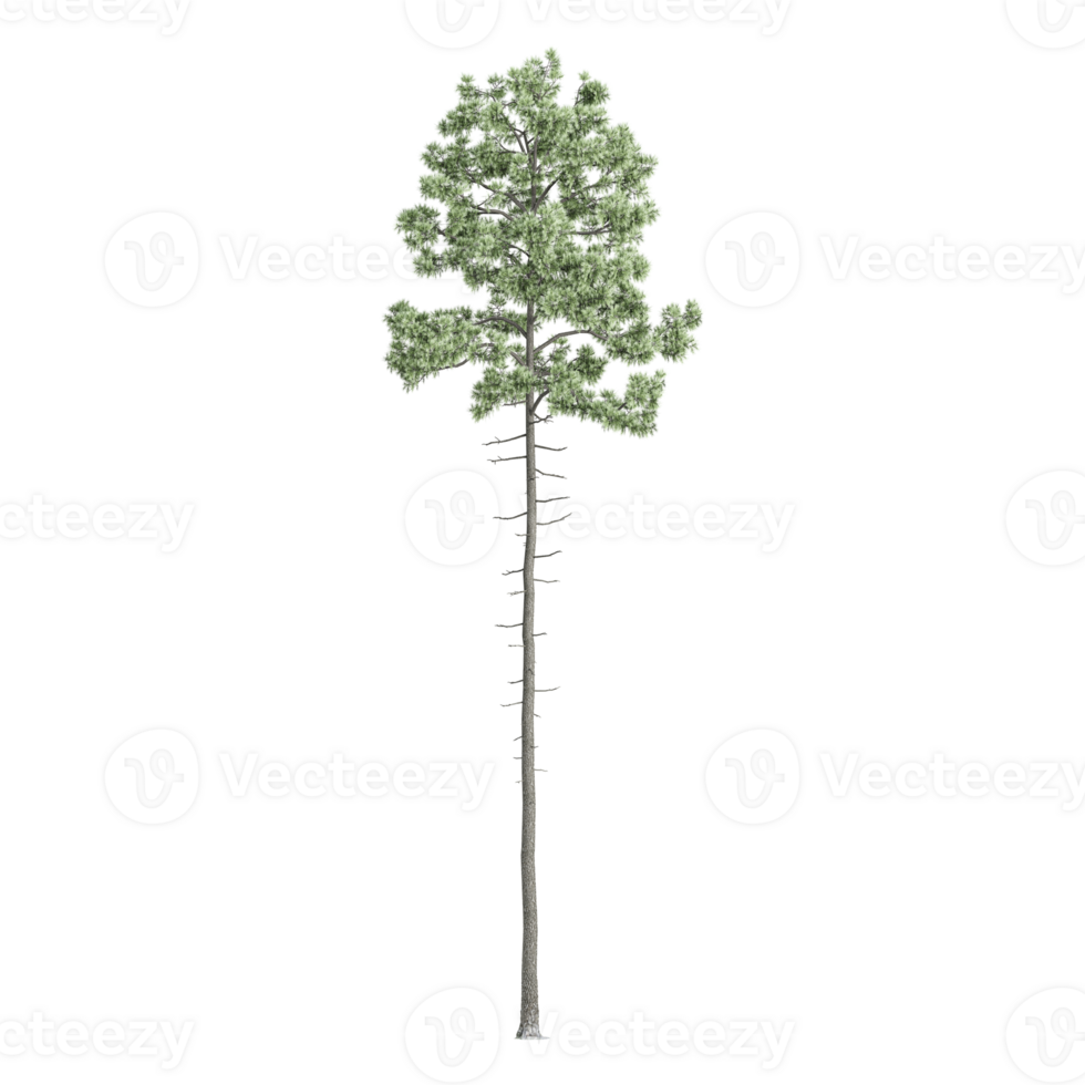 3d rendering of fir tree isolated on transparent Canvas png