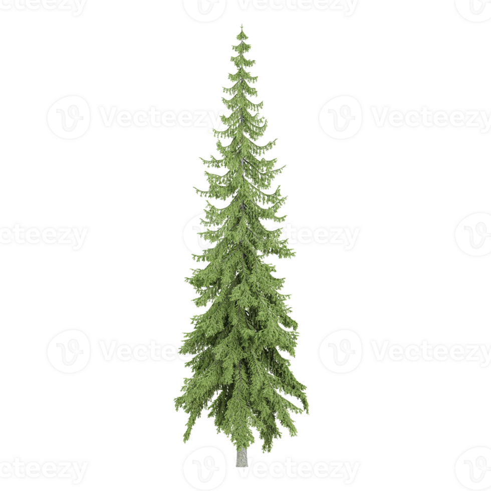 3d Rendering Of Norway spruce tree on Transparent Canvas png