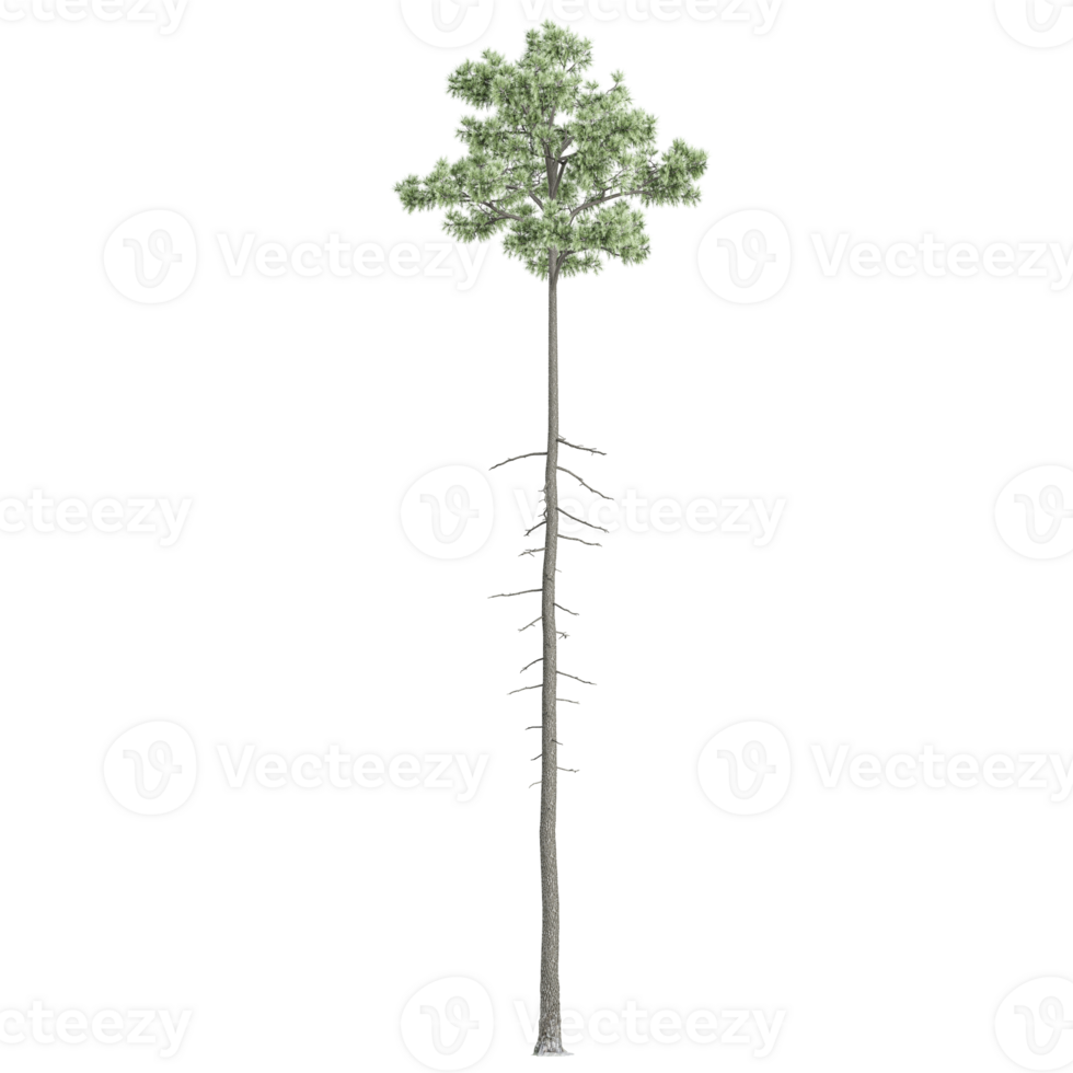 Beautiful shape of green fir tree isolated on transparent Canvas png