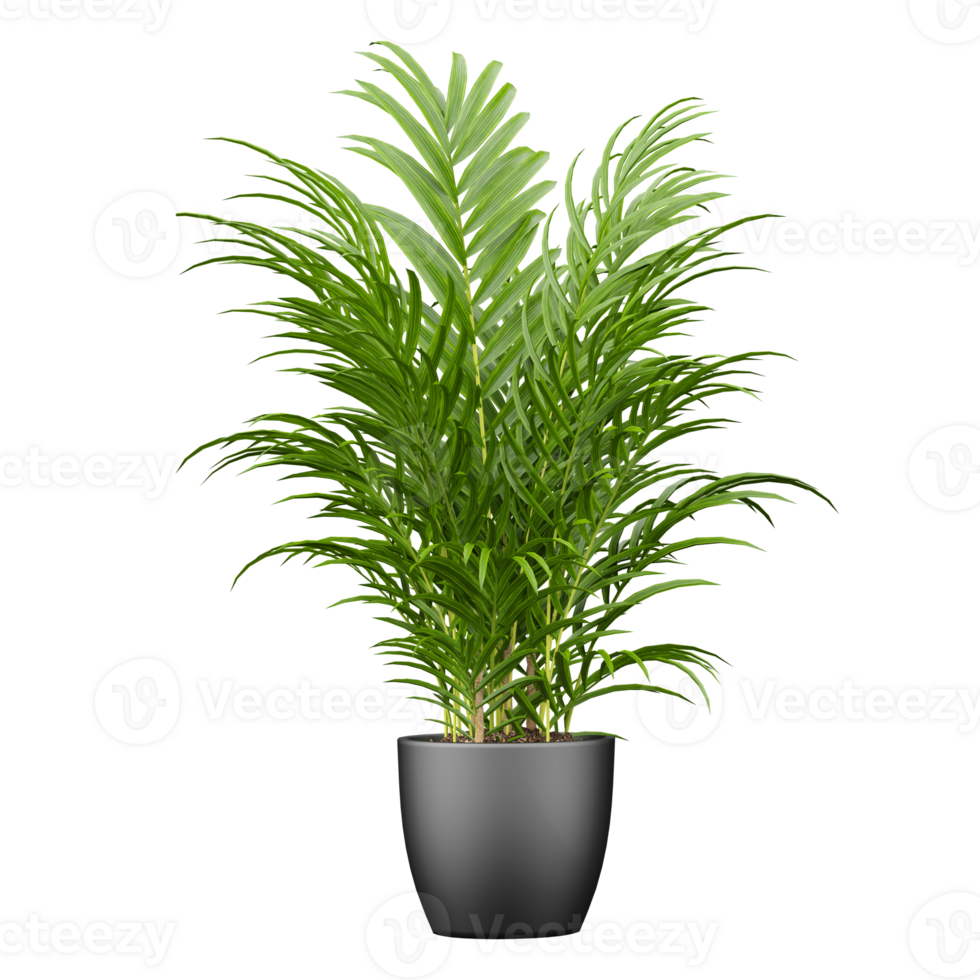 3d illustration of Areca palm in planter isolated on transparent canvas png