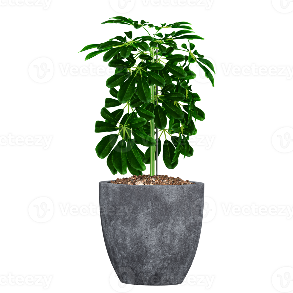 3d illustration of Dwarf umbrella tree in pot isolated on transparent canvas png
