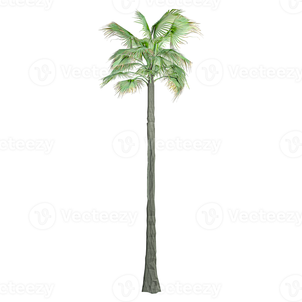 3d illustration of palm isolated on transparent canvas png