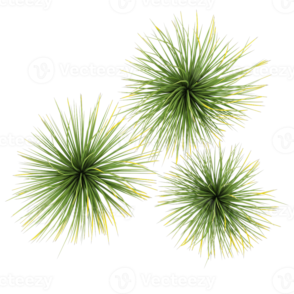 3d illustration of Agave stricta tree isolated on transparent Canvas from top view png