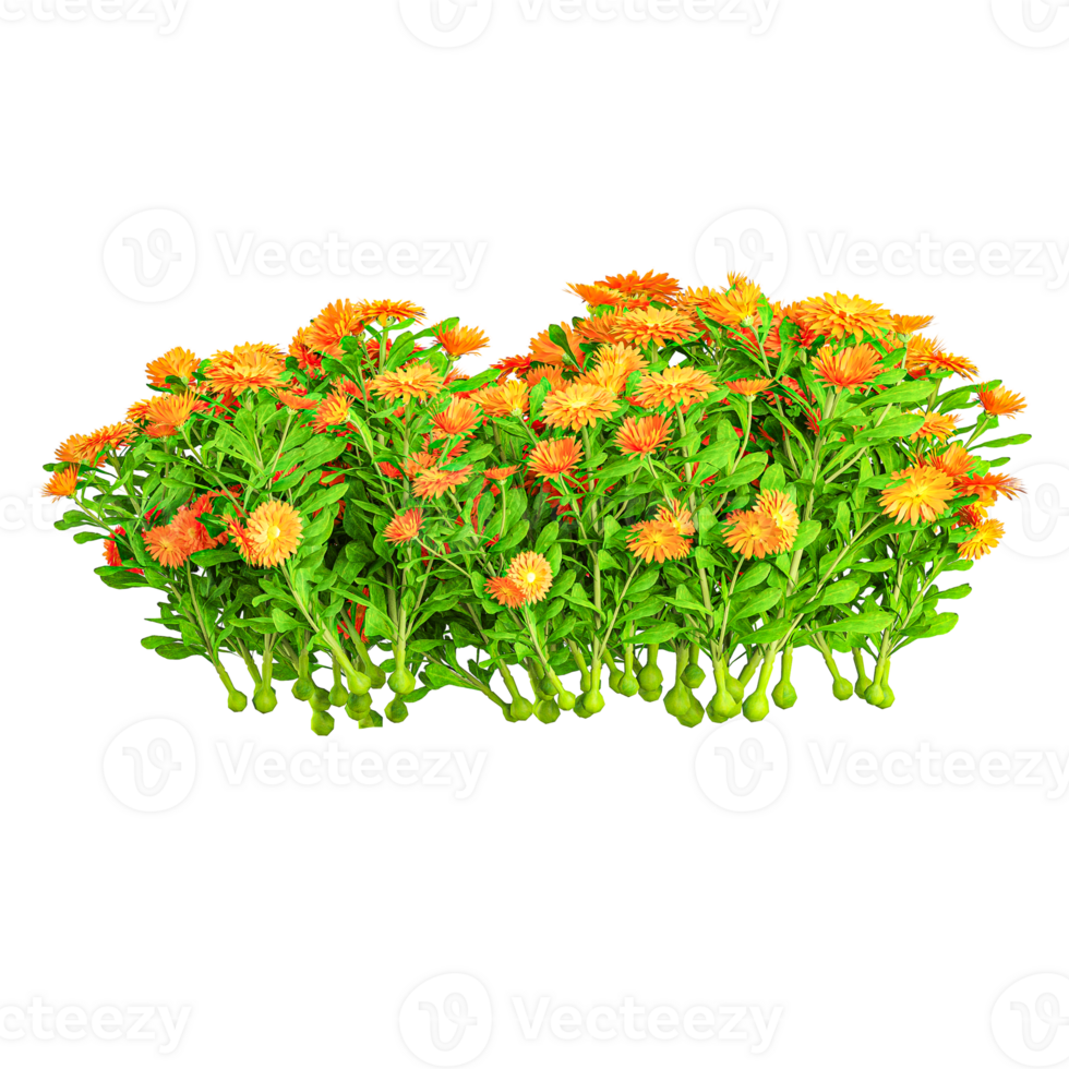 3d illustration o fCalendula officinalis flower plant isolated on transparent canvas png