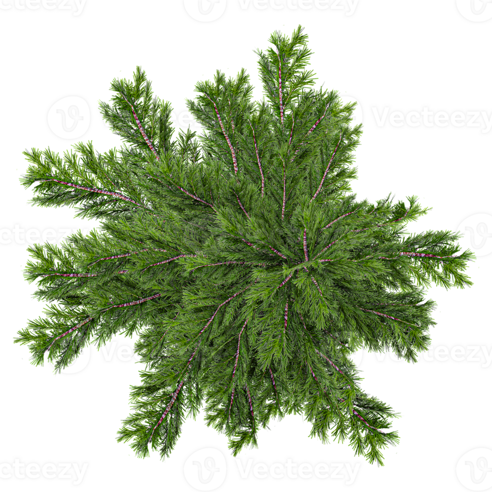 3d illustration of fir tree isolated on transparent canvas from top view png