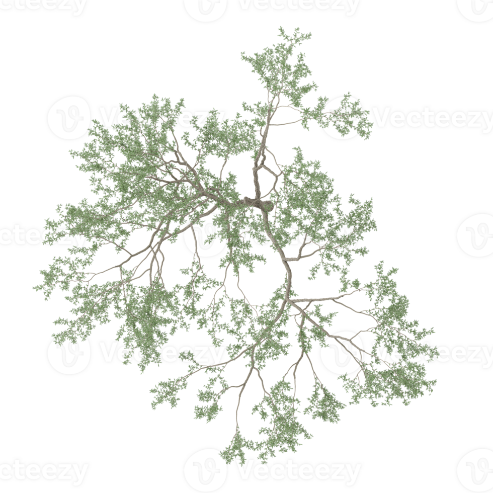 3d illustration of Eucalyptus plants in pot isolated on transparent canvas from top view png