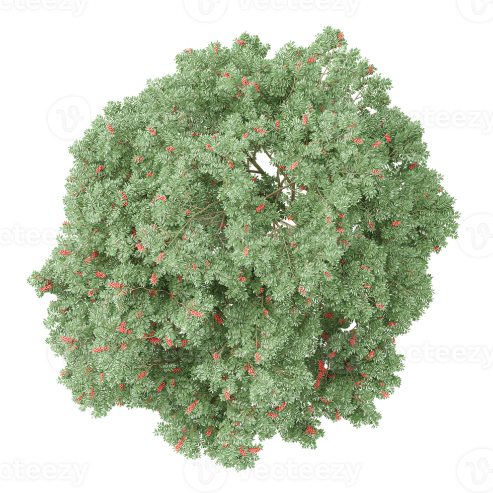 3d illustration of Rhus typhina tree isolated on transparent canvas from top vie png