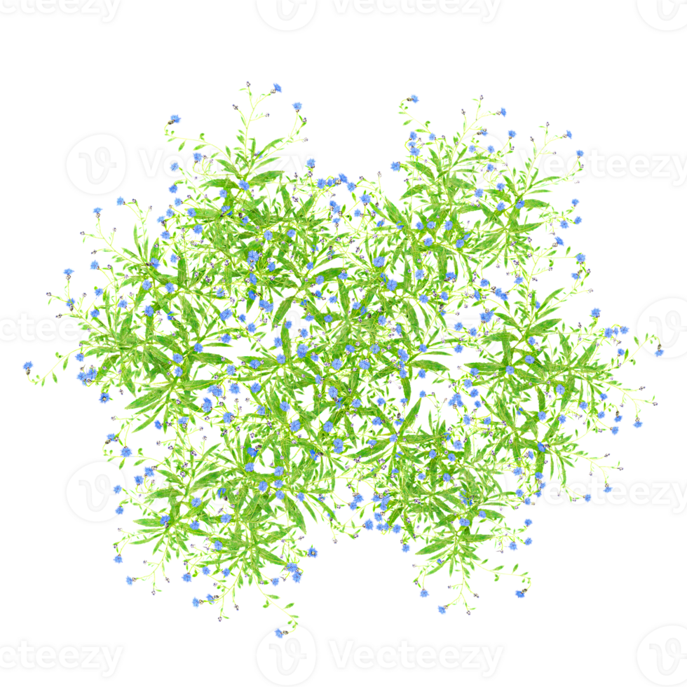3d illustration of Calendula officinalis flower plant isolated on transparent canvas from top view png