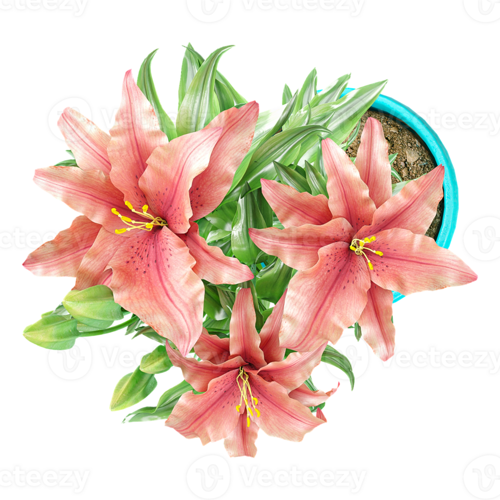 3d illustration of Tiger lily plant in planter isolated on transparent canvas from the top view png