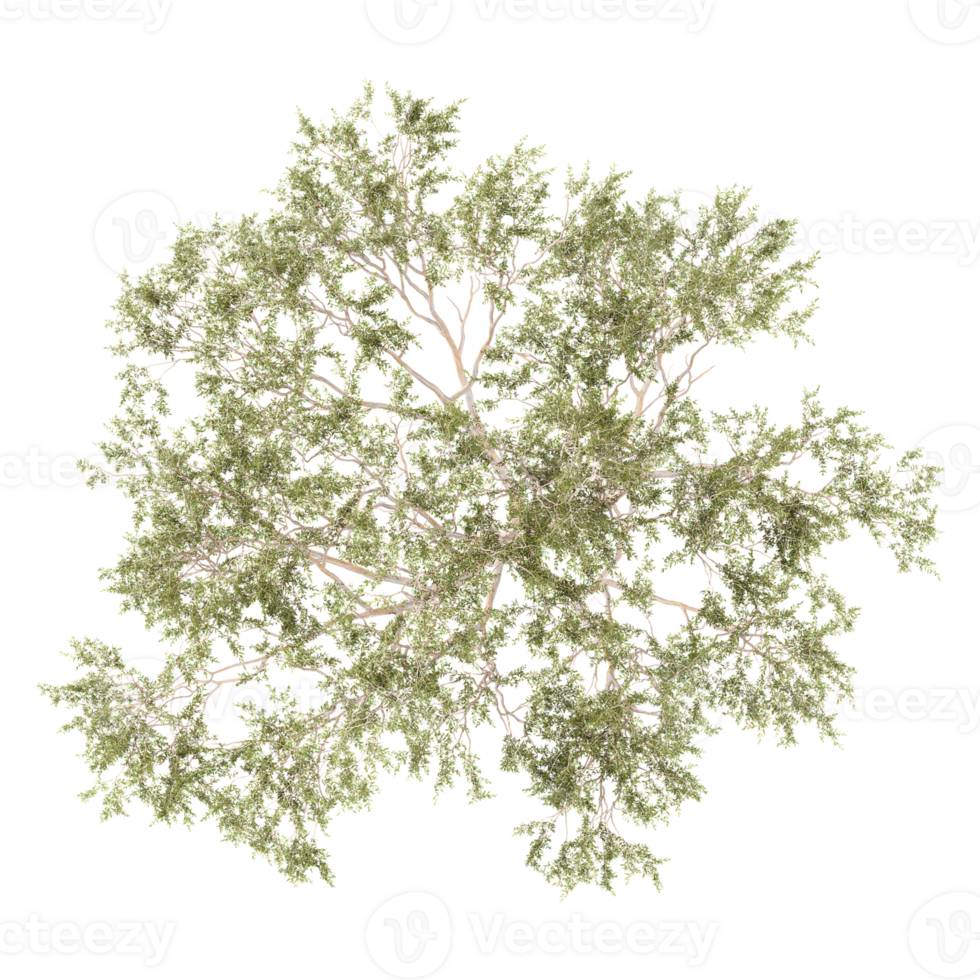 3d illustration of Eucalyptus tree isolated on transparent canvas from top view png