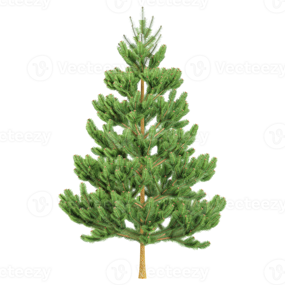 3d illustration de pin arbre isolé sur transparent Toile png