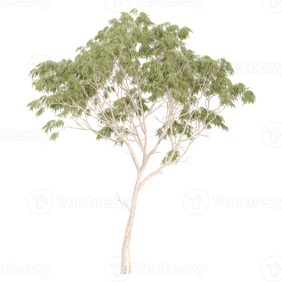 3d illustration of Eucalyptus tree isolated on transparent canvas png