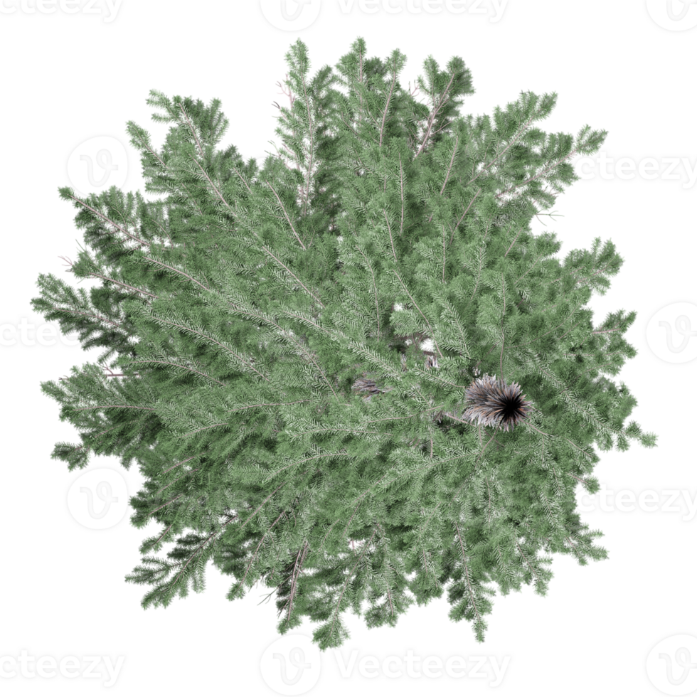 Collection of Lindens plants isolated on transparent Canvas from the top view png
