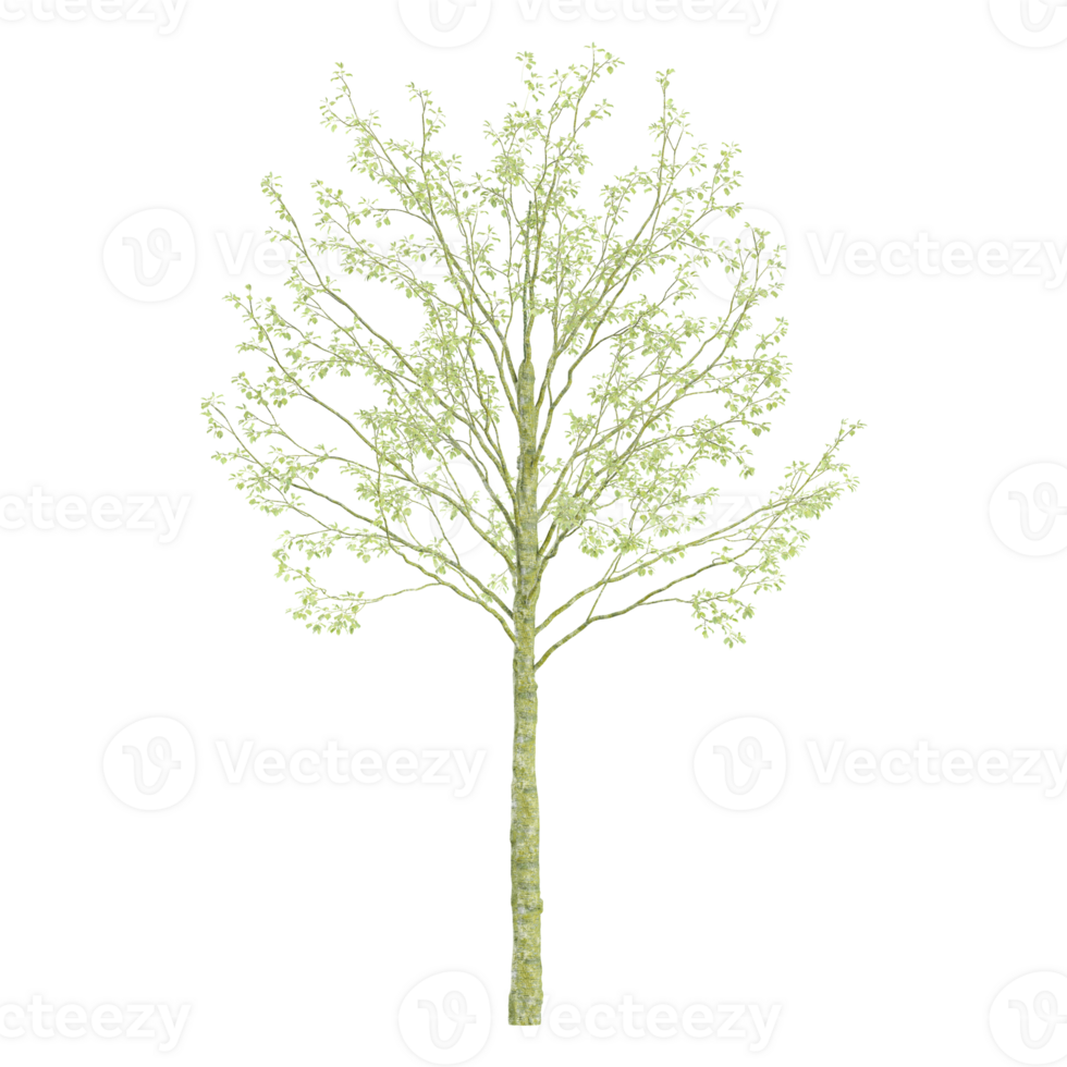 3d illustration of Young Tree isolated on transparent canvas png