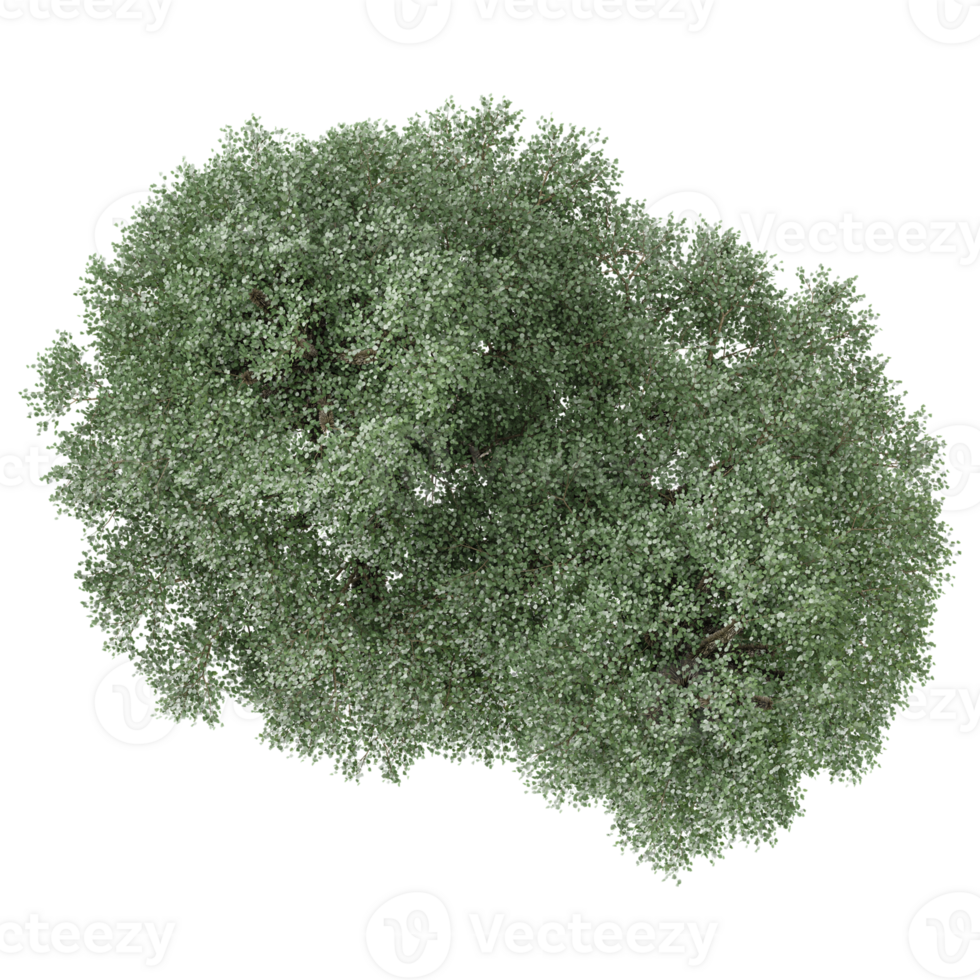 collection of Olive tree with realistic style png