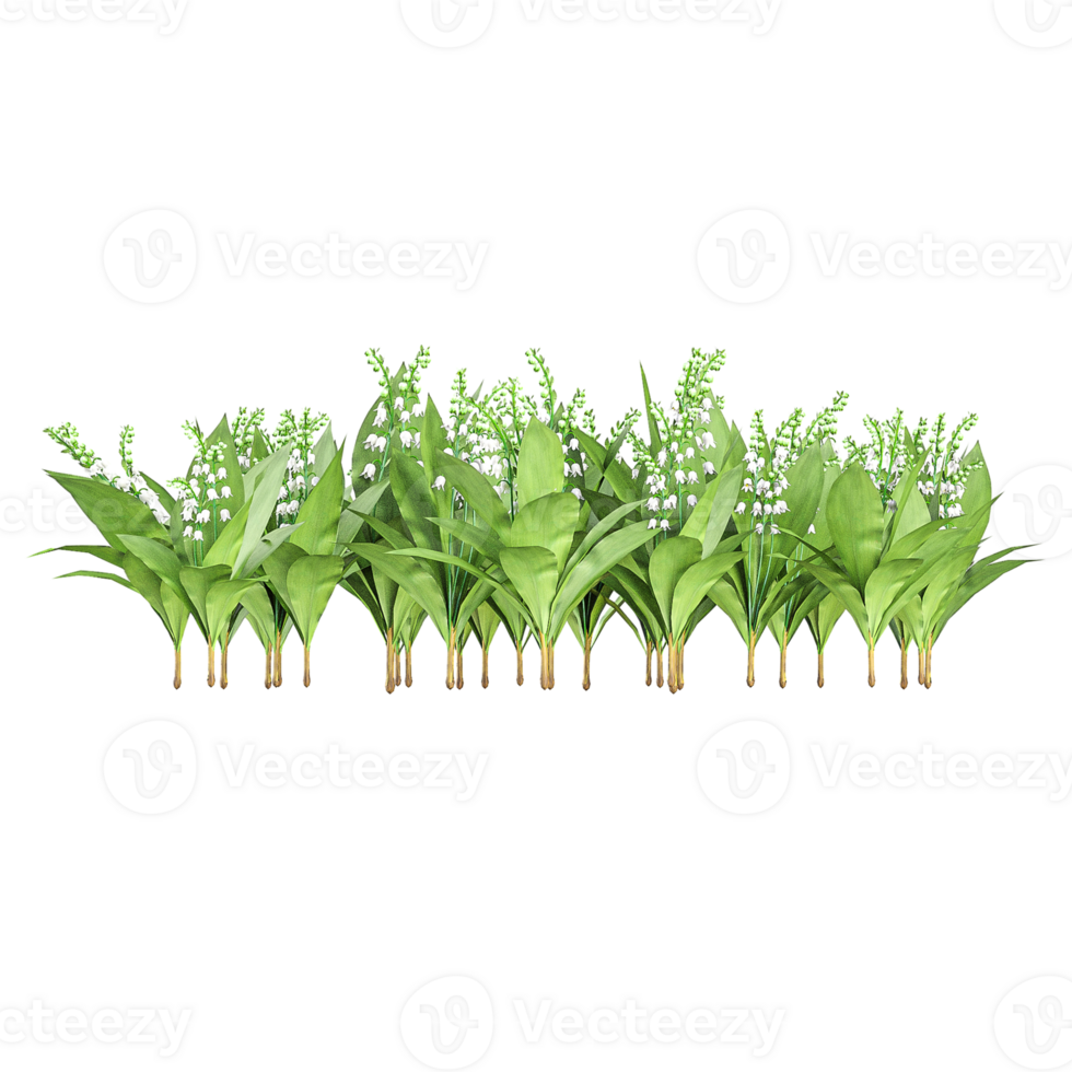 3d Rendering Of Convallaria majalis flower plant on Transparent Canvas png