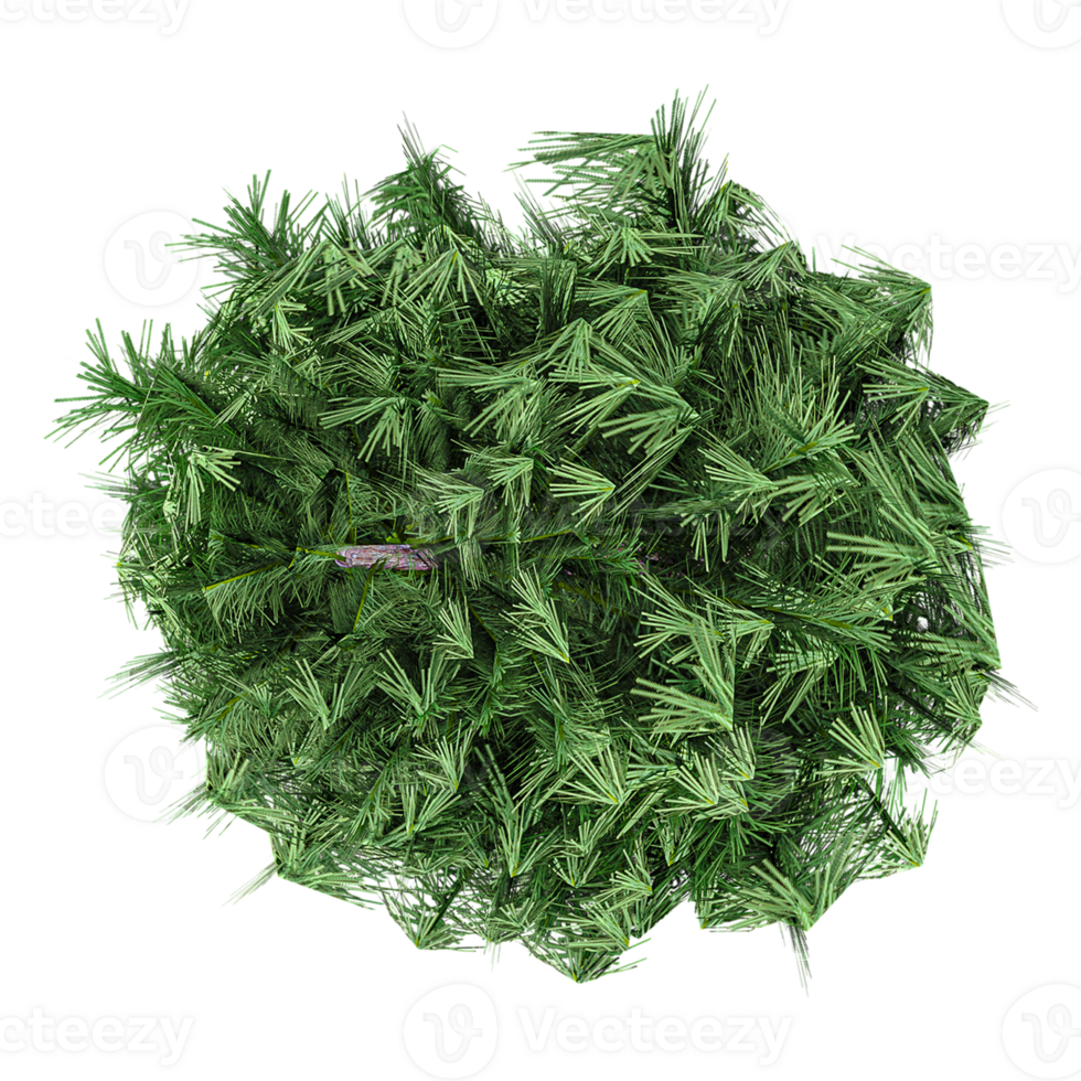 collection of Pinus pinaster with realistic style from top view png