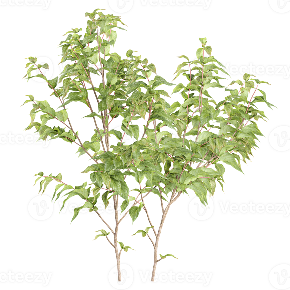 collection of White dogwood tree isolated on transparent Canvas png