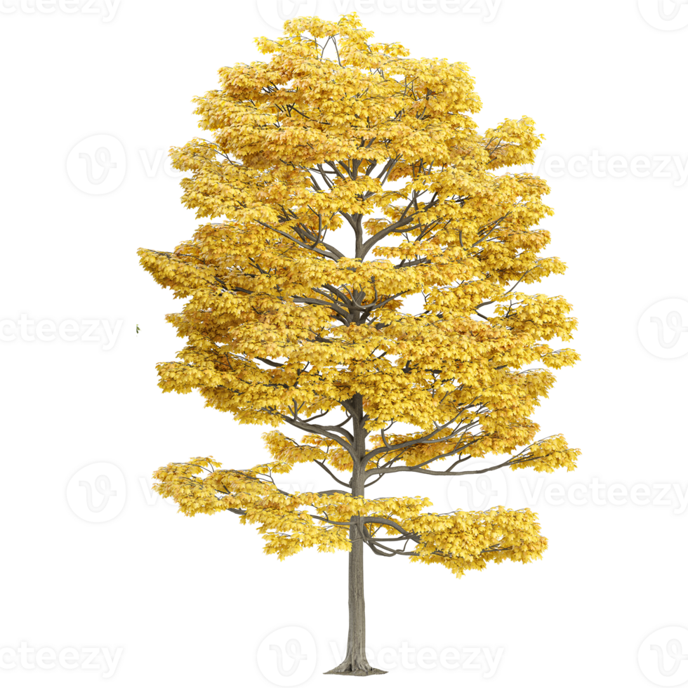 collection of Maple tree isolated on transparent Canvas png
