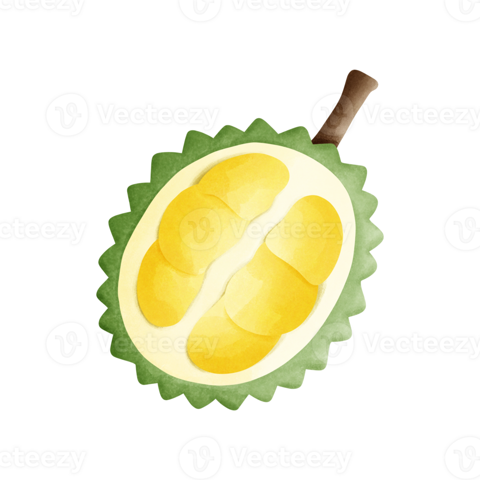 See the bright digital image of a durian fruit. The exterior of the durian is gel-like and the flesh is creamy yellow. It is a tropical fruit with a unique smell and taste. png