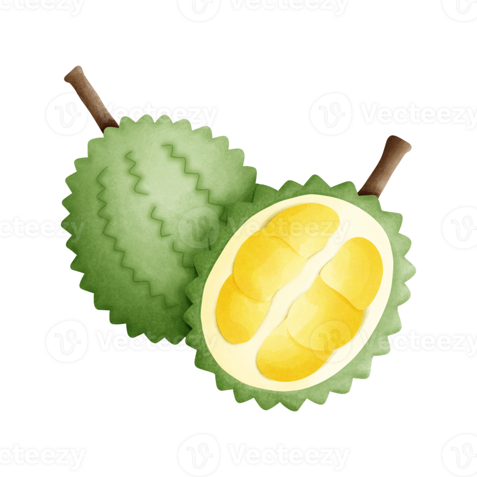 A vibrant digital painting of a durian fruit. The durian is depicted with its characteristic thorny exterior and creamy yellow flesh. The image evokes the tropical flavors and rich aroma associated. png
