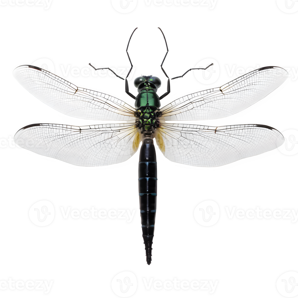 un libélula con negro alas y verde y blanco alas png