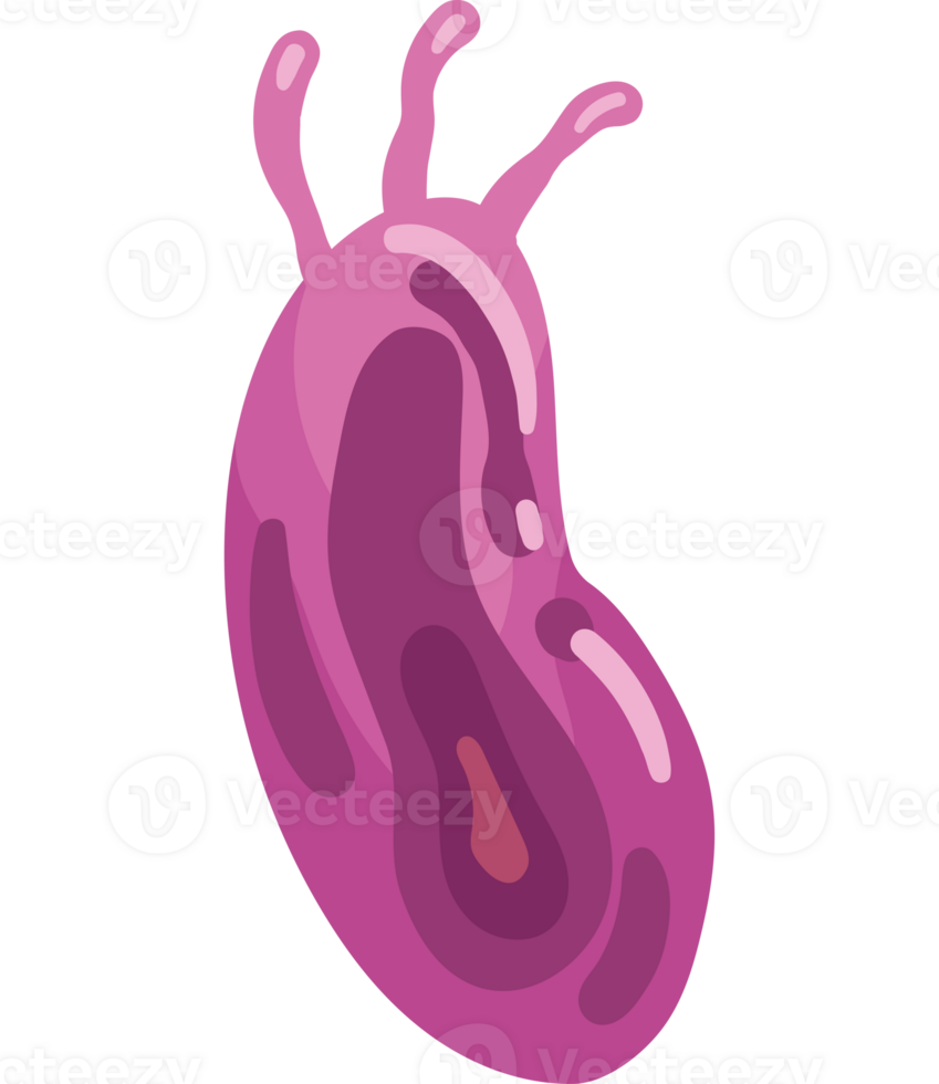 virus nipah infection isolated illustration png