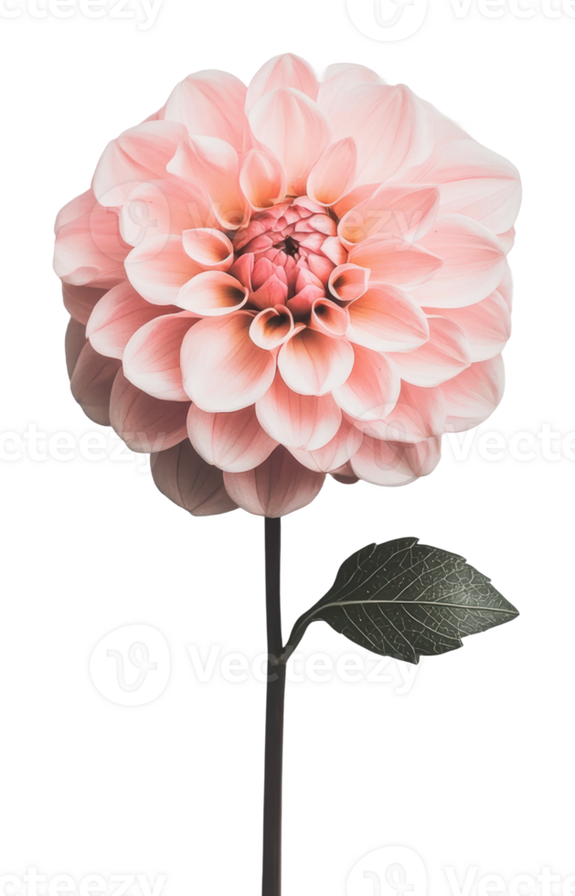 Pink dahlia flower with green leaves png