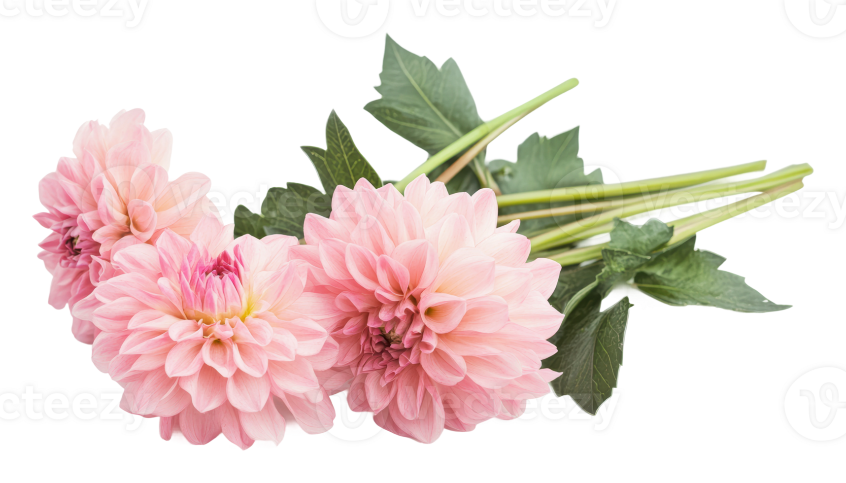 Large pink dahlias arranged with green leaves png
