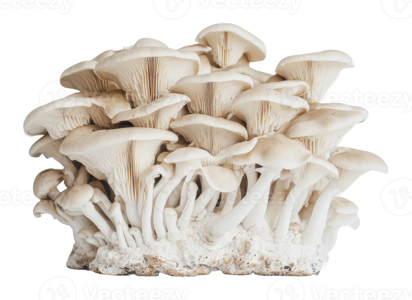 Cluster of healthy white mushrooms indoors png