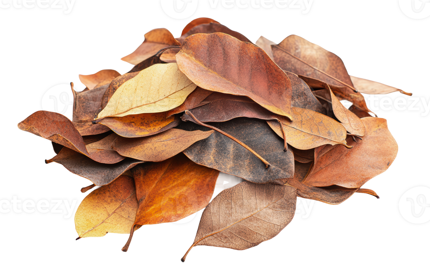 Various dried leaves in a natural arrangement png