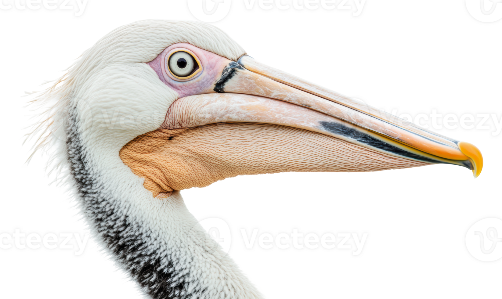 Close-up of a pelican showcasing vibrant features png