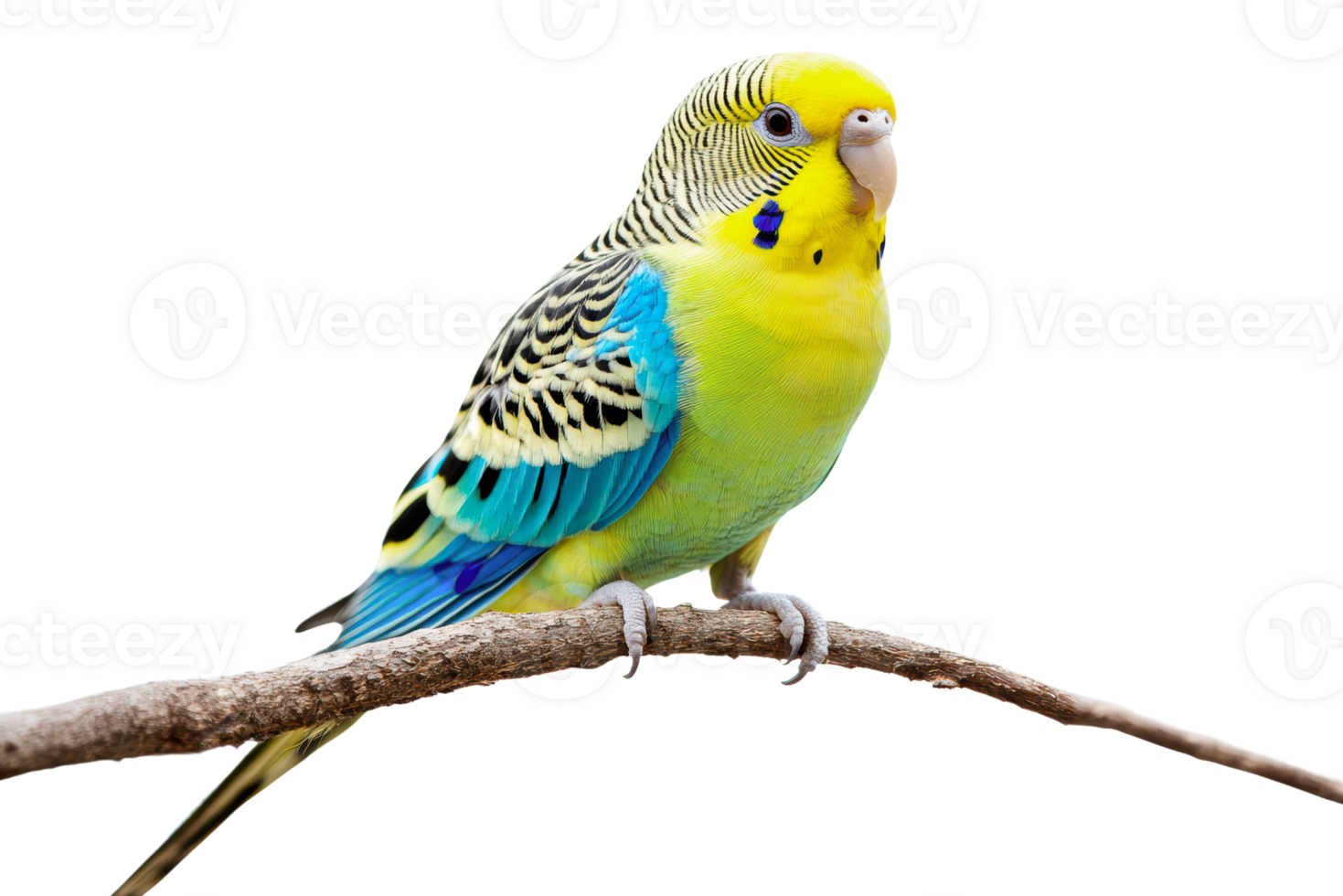 Bright budgie on a branch in daylight png