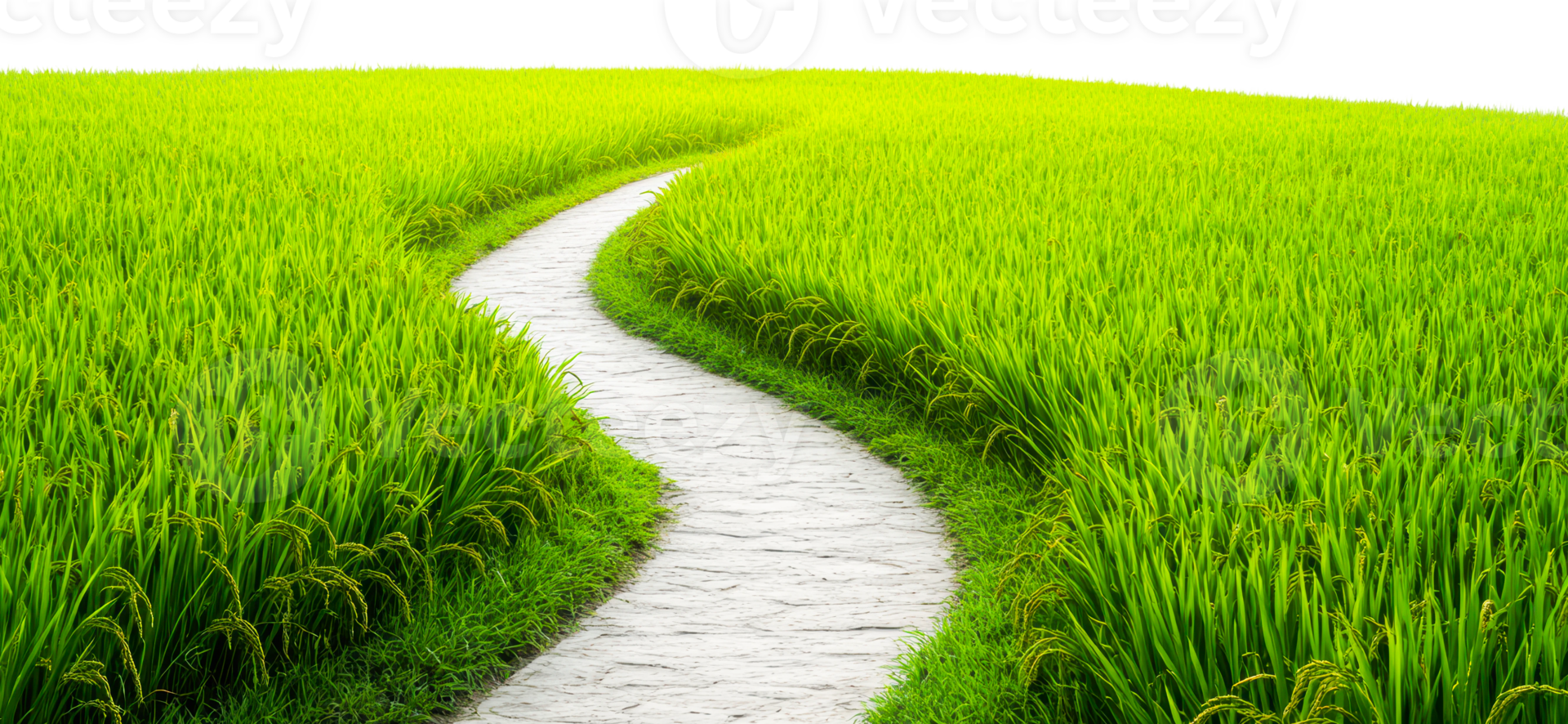 Water flows through green rice fields png