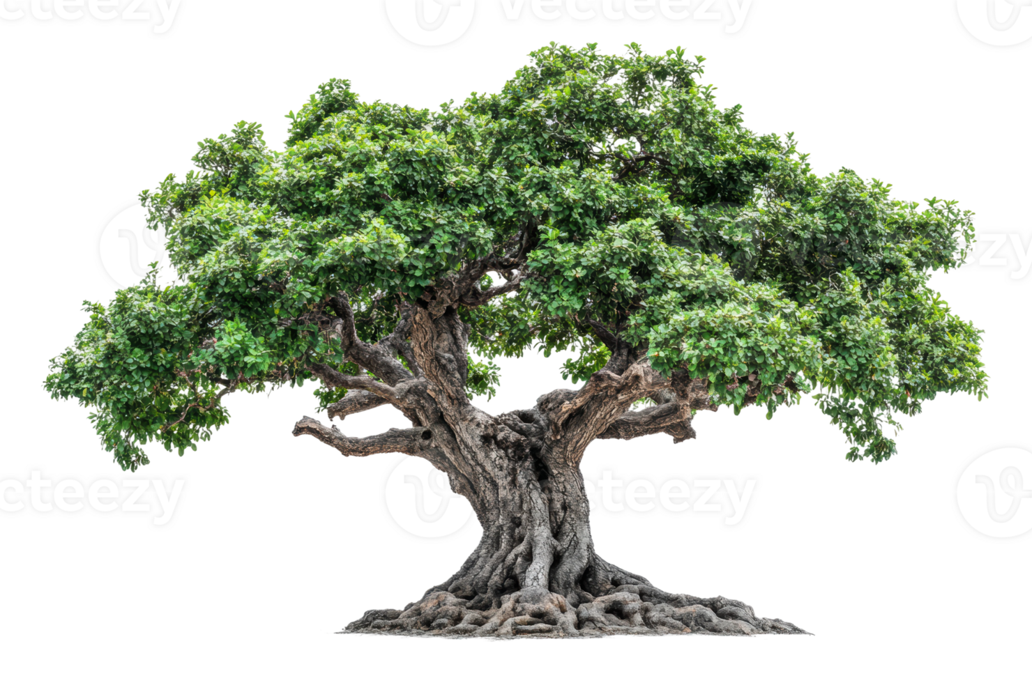 Strong tree with a lush green canopy png