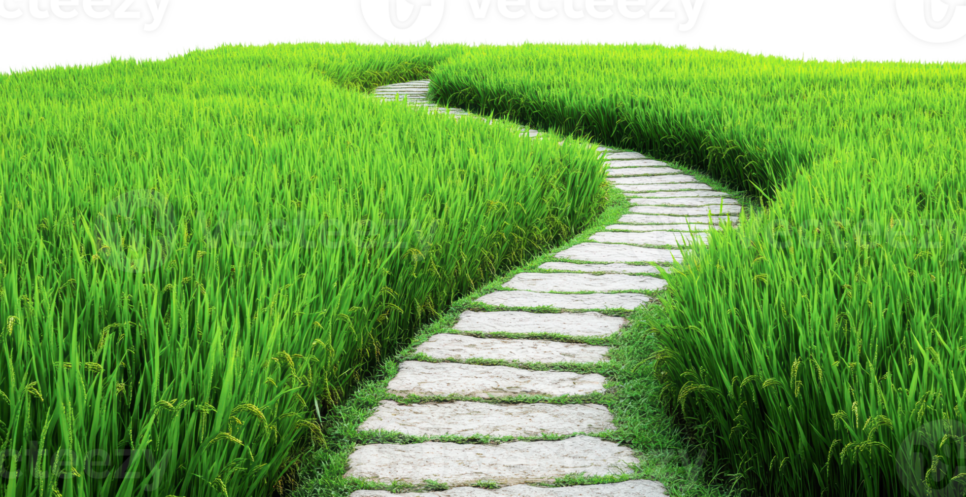 Winding stone path through lush green rice paddies png