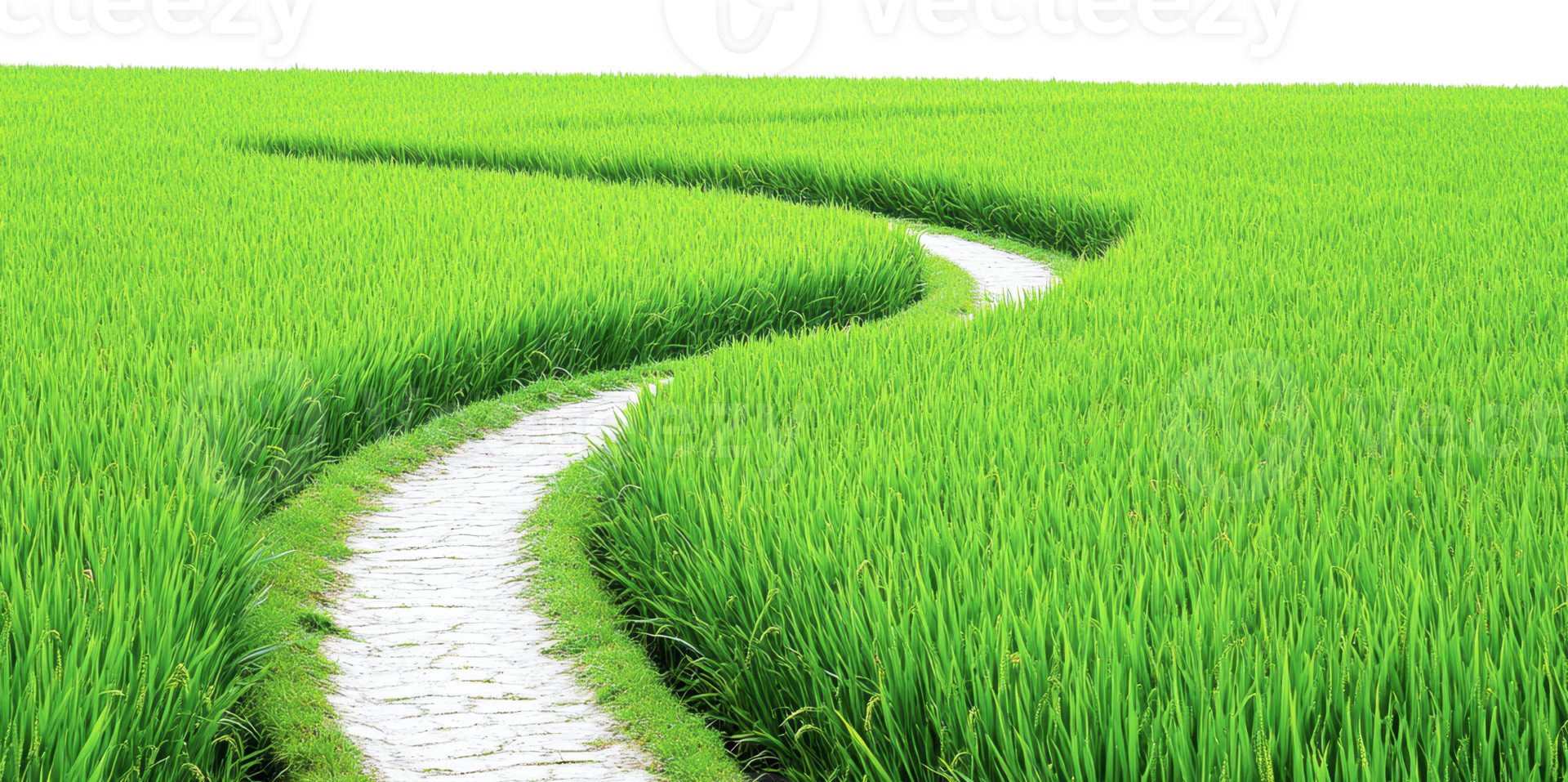 Winding path through lush green rice fields png