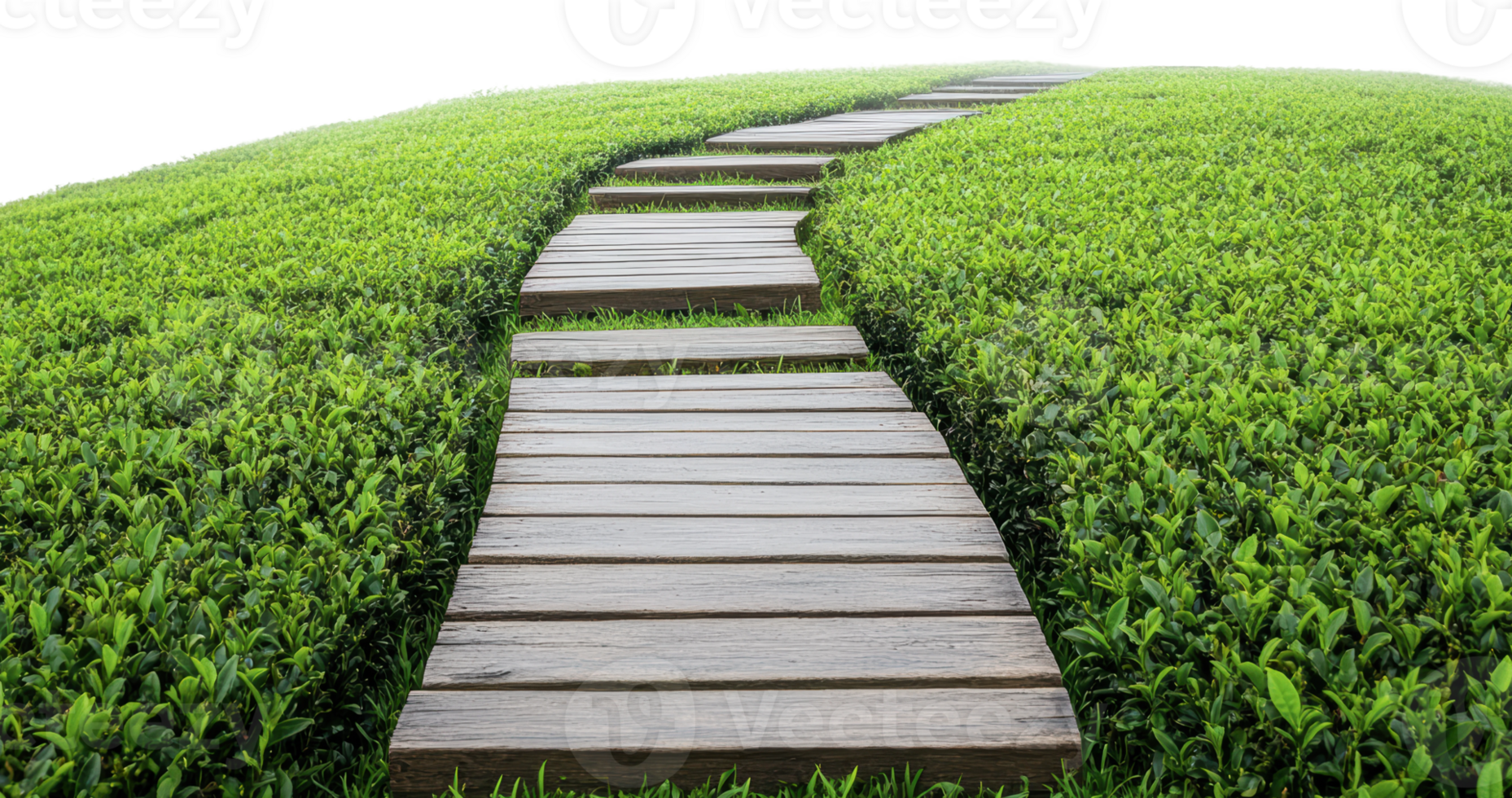 Wooden walkway through lush green tea fields png